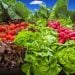 Plan your dream garden