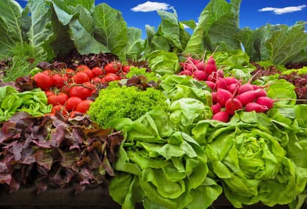 Plan your dream garden