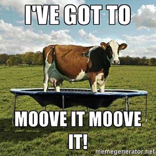 A cow on a trampoline.