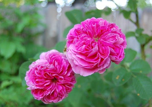 Two vintage climbing roses.