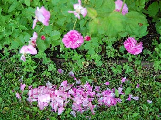 Rose petals on the ground of climbing rose stalks.